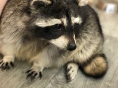 -浣熊柯尔鸭土拨鼠·电玩咖