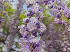 -嘉定紫藤园
