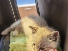 -爱诺动物医院(崂山店)