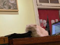 -猫色咖啡·猫咖
