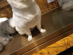 -more than meow吴止猫主题餐厅(承德 中船汇店)