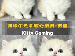 -小猫来了·猫舍(红山六九七九店)