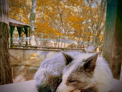 -宫城藏王狐狸村