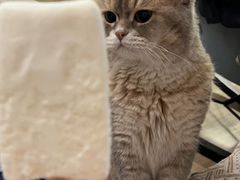 -东方名猫馆·英短金渐层布偶猫舍(环线广场1号楼店)