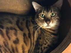 -more than meow吴止猫主题餐厅(承德 中船汇店)