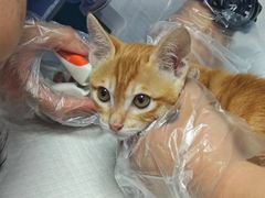 -博特宠物医院24h犬猫全科.骨科·异宠