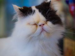-共舞时光猫咖·狗咖(新街口店)