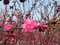 -天津东丽湖风景区