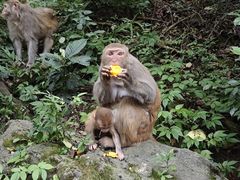 -黔灵山公园