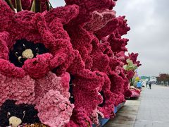 -荷兰花海