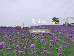-大塘金香草谷
