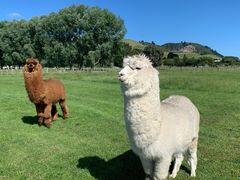 -藦茜花园宠物主题亲子互动体验馆(国顺东路店)