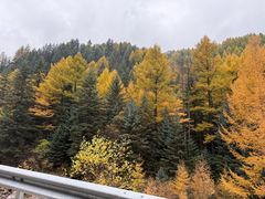 -芦芽山旅游度假区