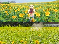 -光明小镇欢乐田园