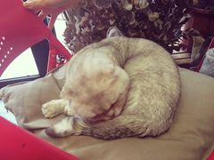 -MIKAKU(万达广场上海宝山店)