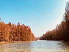 -上海海湾国家森林公园