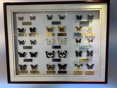 -上海昆虫博物馆