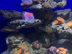 -烟台海昌鲸鲨海洋公园