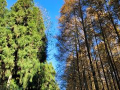 -山王坪喀斯特国家生态公园