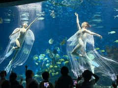 -海合安武汉极地海洋公园