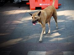 -Warung Babi Guling Ibu Oka 3