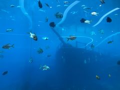 -瑞德姆美人鱼海底演艺主题餐厅(亚龙湾店)