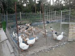 -前小桔亲子创意农场·草莓采摘·露营烧烤