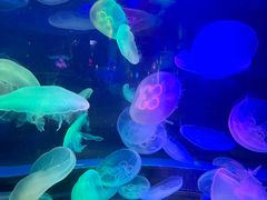 -太平洋海底世界