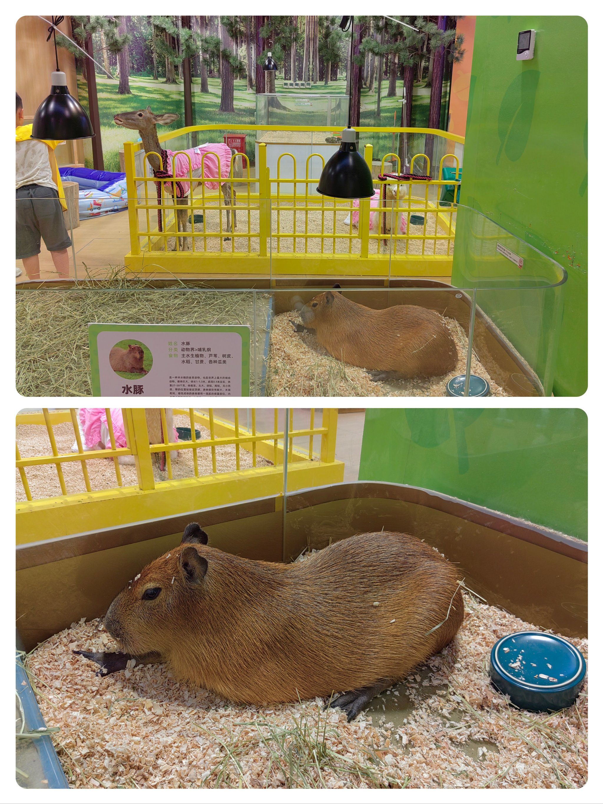 带娃过暑假 | 小朋友喜欢的室内动物园