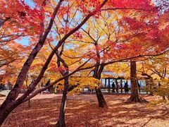 -醍醐寺