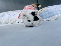 -艾吉宠物医院·疑难杂症转诊中心·猫友好(碧江路院)