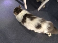 iphone_upload_pic-喵的天空名猫咖啡馆·撸猫·猫舍·用品