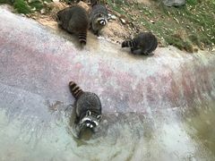 -泉州海丝野生动物世界