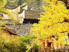 -南雄冯屋银杏山庄