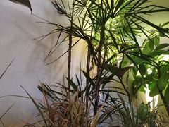 -双门洞·森系料理(体育西店)
