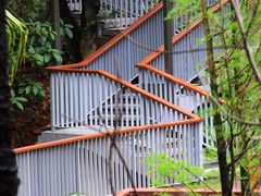 -银湖山郊野公园-相思林