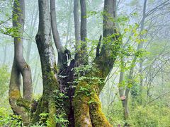 -青峰峡国家森林公园