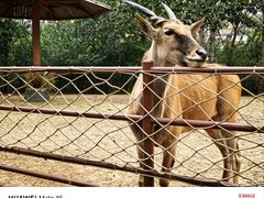 -大连森林动物园