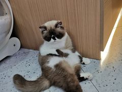 -喵园·猫主题咖啡厅·撸猫·猫咖(国贸店)