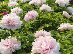 -莲花池公园