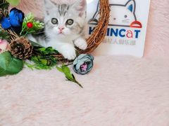 -十年猫舍·猫咪专门店(普陀店)