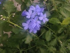 路边花-普吉镇