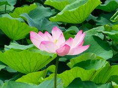 -白塘生态植物园