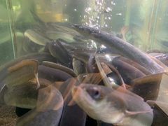 -本炙炭烤·蒲烧活鳗料理店(金沙洲店)
