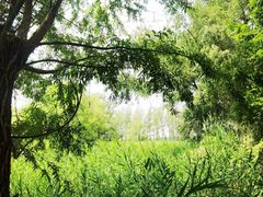 -滕州微山湖红荷湿地景区