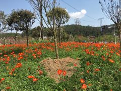 -绵阳盛世樱花悠乐谷