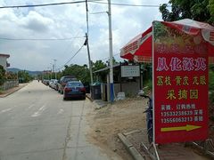 -从化深英荔枝黄皮龙眼采摘园