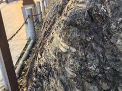 -羚羊峡古栈道森林公园