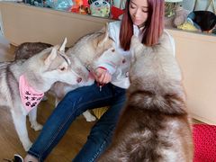 -Husky Go! 哈士奇体验馆·宠物咖啡厅狗咖