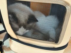 -乐派堂宠物医院·猫友好· 心脏科(东街店)